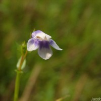 Lindernia hyssopioides (L.) Haines
